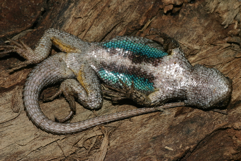 Image of Western Fence Lizard