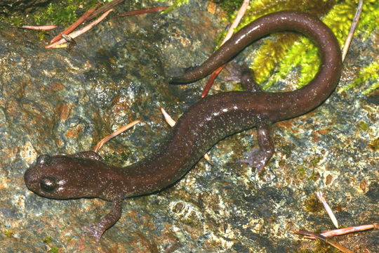 Image of Scottbar Salamander