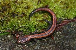Image of Scottbar Salamander