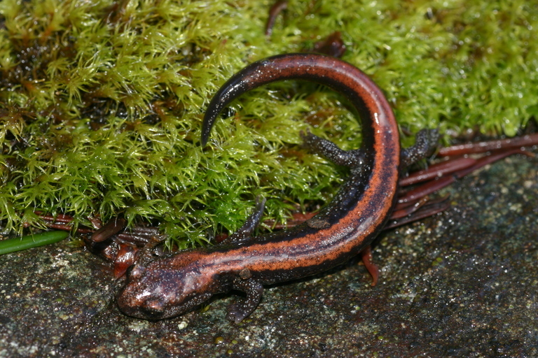Image of Scottbar Salamander