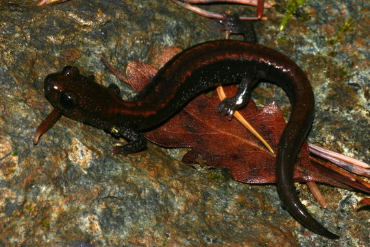 Image of Scottbar Salamander