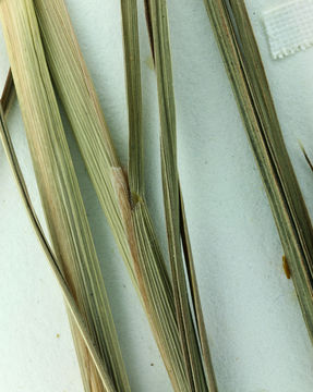 Image of thatching grass