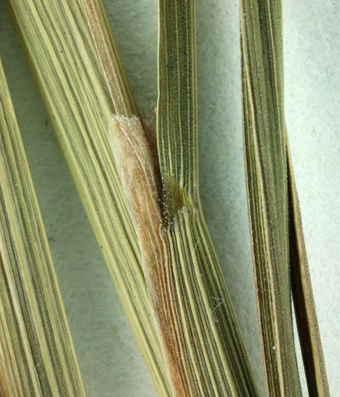 Image of thatching grass