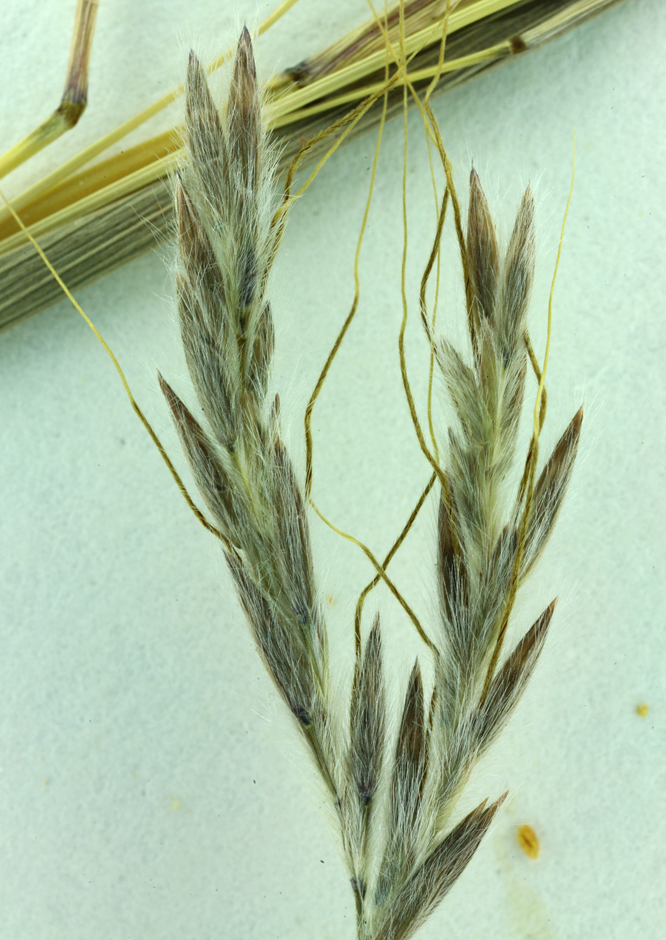 Image of thatching grass