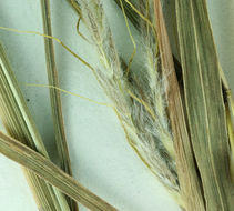 Image of thatching grass