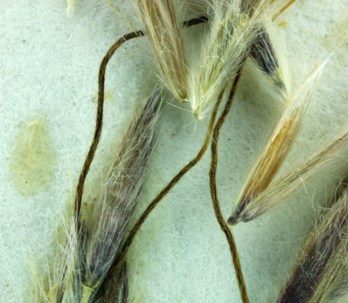 Image of thatching grass