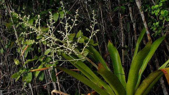 Imagem de Hohenbergia blanchetii (Baker) É. Morren ex Mez