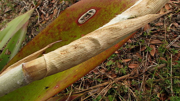 Image of Bromeliad