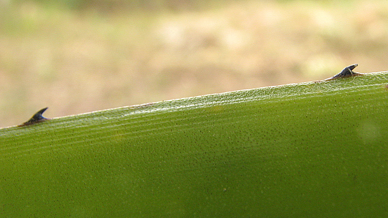 Imagem de Hohenbergia blanchetii (Baker) É. Morren ex Mez