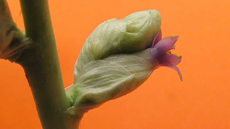 Imagem de Hohenbergia blanchetii (Baker) É. Morren ex Mez