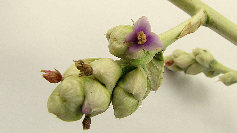 Imagem de Hohenbergia blanchetii (Baker) É. Morren ex Mez