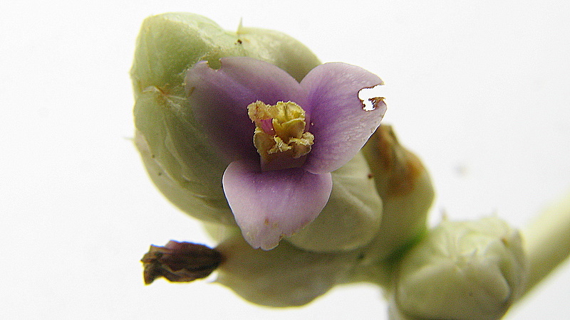 Imagem de Hohenbergia blanchetii (Baker) É. Morren ex Mez