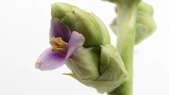 Imagem de Hohenbergia blanchetii (Baker) É. Morren ex Mez