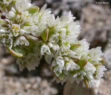 Plancia ëd Achyronychia cooperi A. Gray