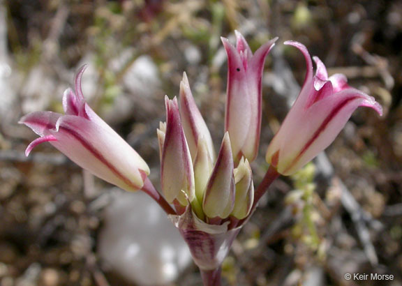 Image of darkred onion