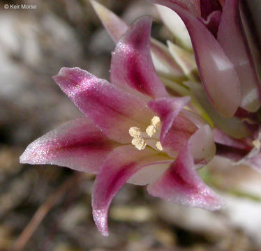 Image of darkred onion