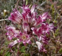 Image of darkred onion