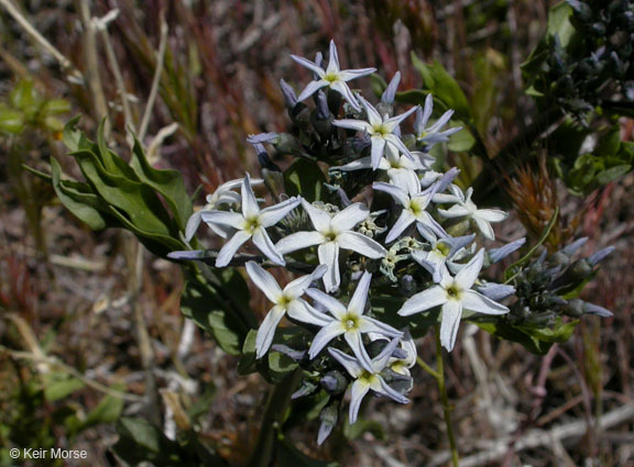 Image of woolly bluestar