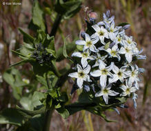 Imagem de Amsonia tomentosa Torr. & Frem.