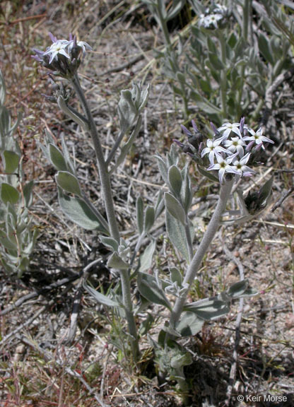 Image of woolly bluestar