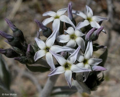 Image of woolly bluestar