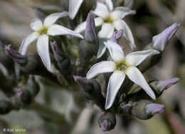 Image of woolly bluestar