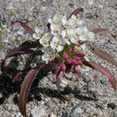 Eremothera boothii subsp. desertorum (Munz) W. L. Wagner & Hoch的圖片