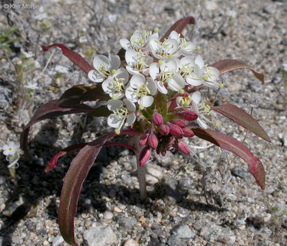 Imagem de Eremothera boothii subsp. desertorum (Munz) W. L. Wagner & Hoch