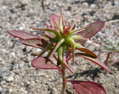 Imagem de Eremothera boothii subsp. desertorum (Munz) W. L. Wagner & Hoch