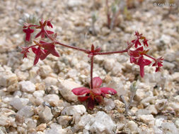 Image of red triangles