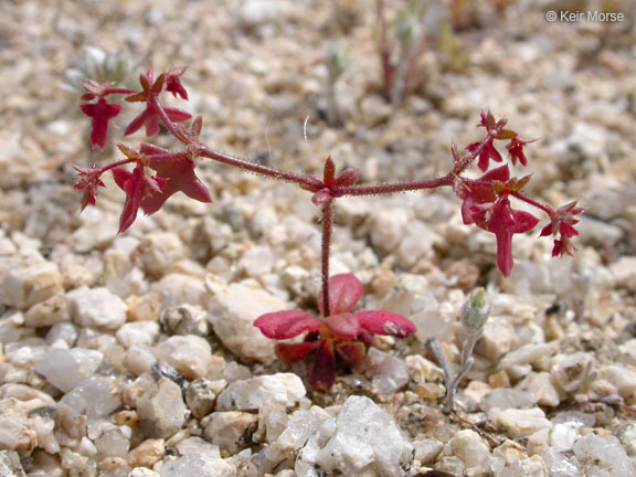 Centrostegia thurberi A. Gray ex Benth.的圖片