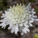 Image of pincushion flower