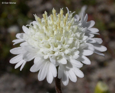 Image of pincushion flower