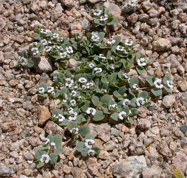 Слика од Euphorbia albomarginata Torr. & A. Gray