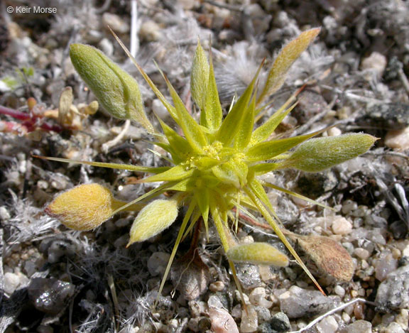 Image of devil's spineflower