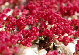 Crassula connata (Ruiz & Pav.) A. Berger resmi