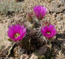 Image of Engelmann's hedgehog cactus