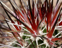 Image of Engelmann's hedgehog cactus