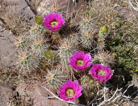 Image of Engelmann's hedgehog cactus