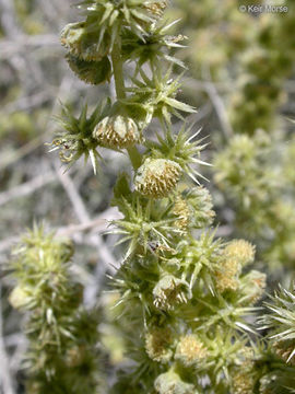 Ambrosia dumosa (A. Gray) Payne的圖片