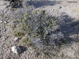 Image of blackbrush