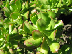 Image of tree stonecrop