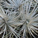 Image of Puya coerulea var. violacea (Brongn.) L. B. Sm. & Looser