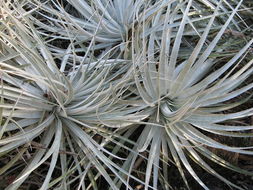 Image of Puya coerulea var. violacea (Brongn.) L. B. Sm. & Looser