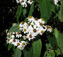 Image of Podachaenium chiapanum B. L. Turner & J. Panero