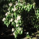 Image of Podachaenium chiapanum B. L. Turner & J. Panero