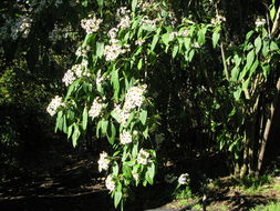 Sivun Podachaenium chiapanum B. L. Turner & J. Panero kuva