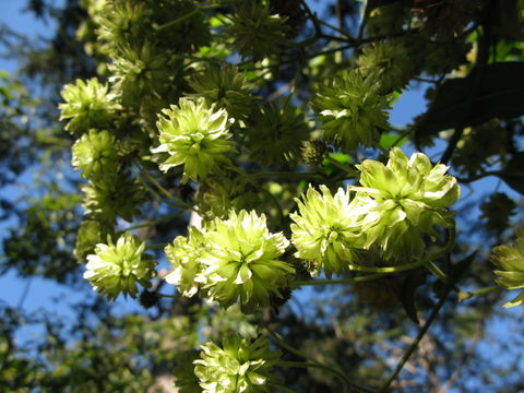 Image of Montanoa hexagona B. L. Rob. & Greenm.