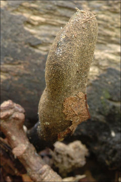 Image of Xylaria longipes Nitschke 1867