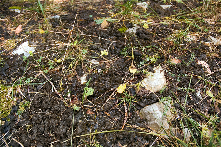 Image of Nostoc commune